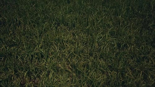 Low flying drone shot over lush green grass in a rural countryside field