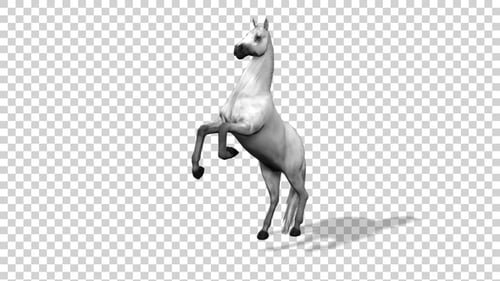 3D White Horse Rearing Animation with Alpha Channel