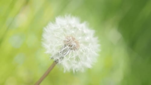 Blowball in the field green surounding slow-mo 1920X1080 HD footage - Beautiful Taraxacum scene with
