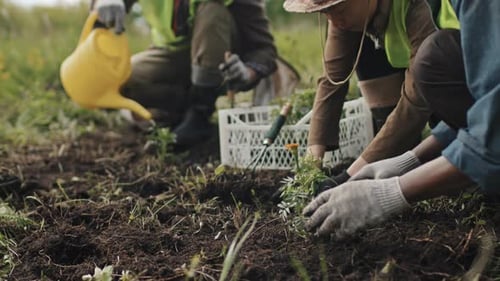 Planting Flowers