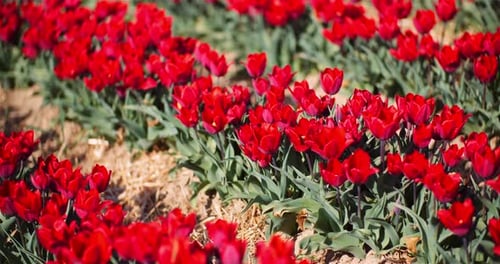 Blooming Red Tulips on Flowers Plantation Farm