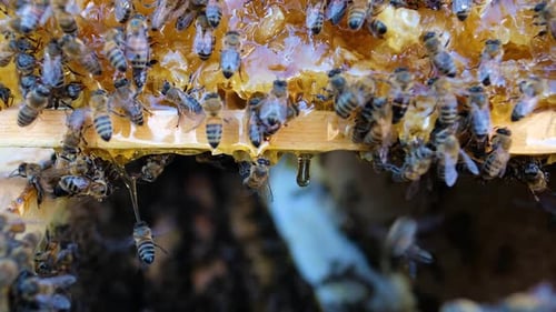 abejas melíferas
