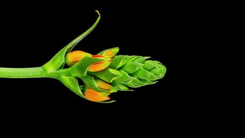 Time Lapse of Beautiful Orange Flower Blooming