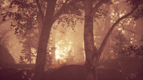 Sun Beams Pour Through Trees in Foggy Forest