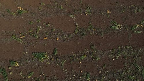 Pumpkins Field