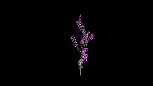 Natural Flowering Plant Branch Grow Animation