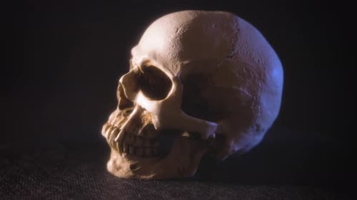 Ein 360-Grad-Video eines menschlichen Schädels