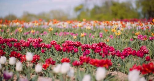 Beautiful Tulips Blooming on Flowers Plantation