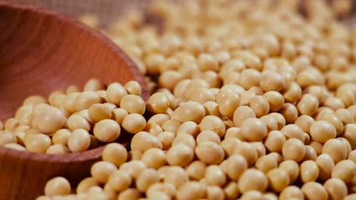 Soybeans in a Bag Readymade Raw Seed Material Natural Organic Protein Product Meat Substitute