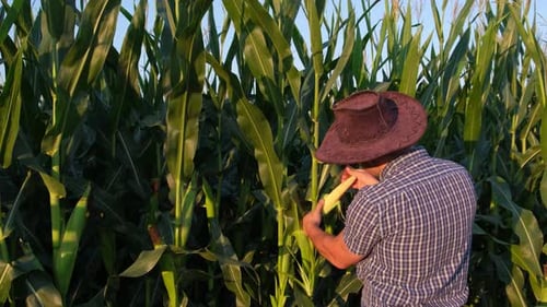 A Good Agronomist in a Corn Field Inspects Crops Before Harvesting