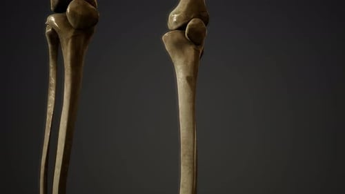 3D Animation of Human Leg Bones and Pelvis