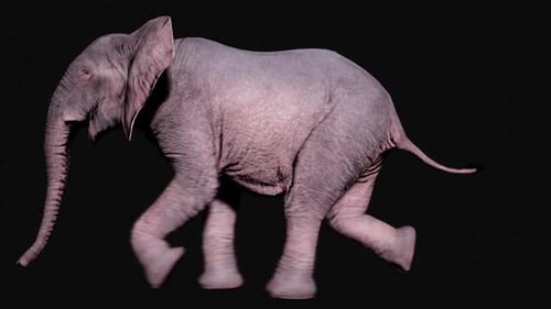 Large African Elephant Running