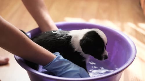 Puppy Getting a Bath in Purple Basin