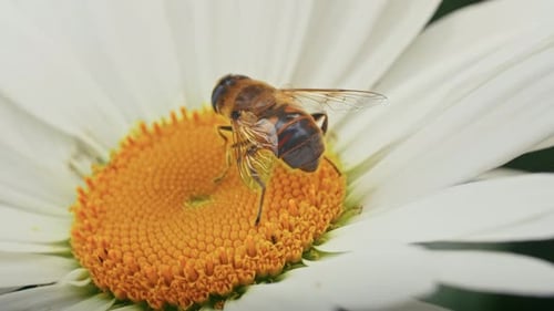 a Bee Collects Nectar on a Camomile