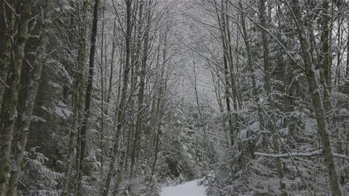 Beautiful Hiking Trail in the Forest