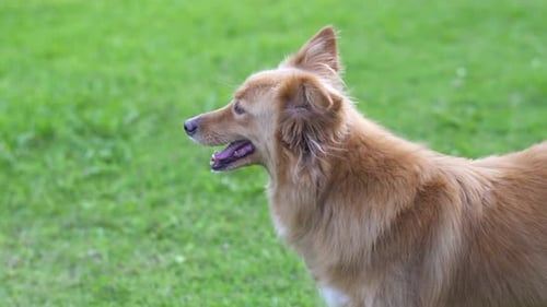 Profile of a watchful mixed breed dog, close up, Slow motion.
