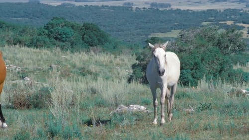 Horses Grazing Peacefully in Rural Green Landscape