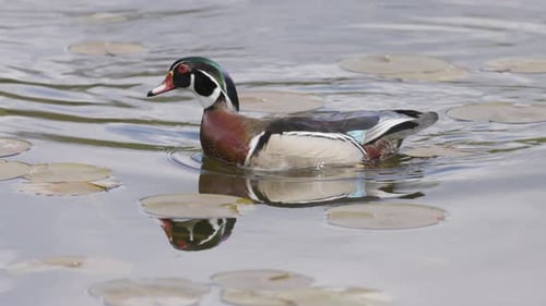 Ente schwimmt im Wasser