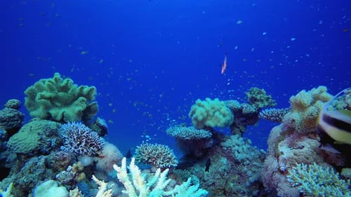 Reef Scene Undersea