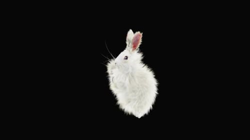 Animated 3D White Fluffy Rabbit Standing and Chewing