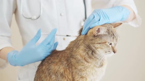 Veterinarian Giving a Tabby Cat an Injection