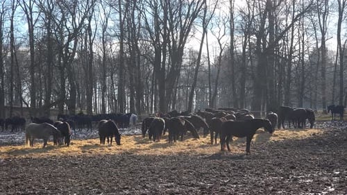 Black Horses and a Grey Horse Walk Around and Eat Hay in a Muddy Field