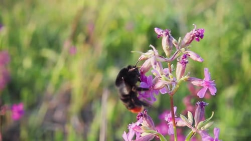 Bumblebee Collects Nectar from Pink Wildflowers in Meadow