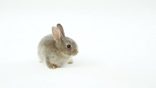Adorable Baby Bunny Sitting on White Surface