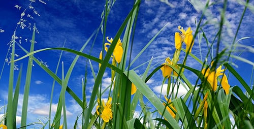 Yellow Flowers Bloom in Sunny Field