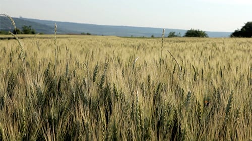 Wheat Field Gently Blowing in the Breeze