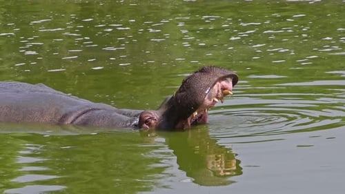 Hippo Floating In Swamp Water Opens Its Mouth