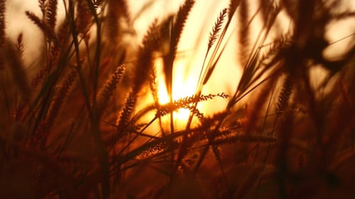 Tall Grass Silhouetted at Sunrise, Golden Hour