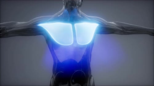 3D Human Torso with Glowing Pectoralis Major Muscle Highlight