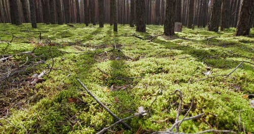 Moos im Wald