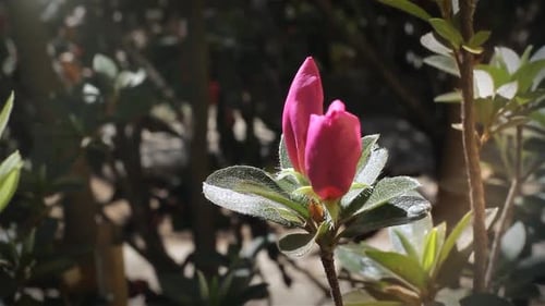 A Double Azalea Blossom on an Azalea Bush in the Garden.