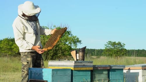 Beekeeper Inspecting Bees on Honeycomb Frame