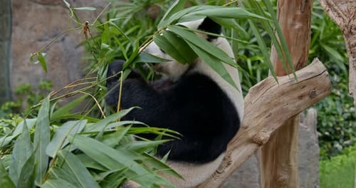 Panda eating bamboo leaves