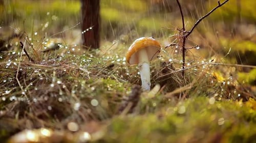 Amanita Muscaria Fly Agaric Mushroom In a Sunny Forest in the Rain