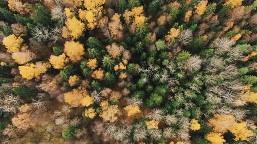 Magical Autumn Forest Aerial View