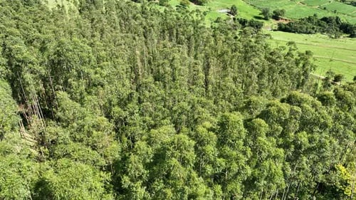 Eucalyptus forest at countryside rural scenery.