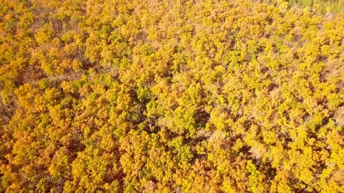 Autumn Forest Nature