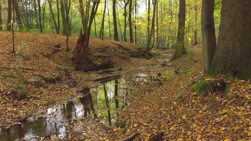 Forest & Autumn