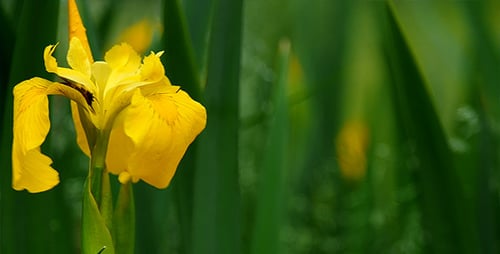 Vibrant Yellow Iris Bloom in Lush Green Setting