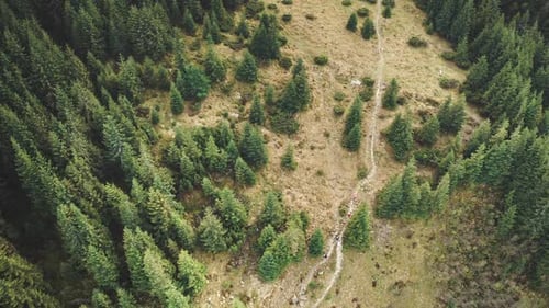 Top Down Pine Mountain Forest Aerial