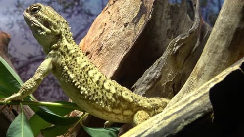 Detailed Lizard Perched on Branch in Nature