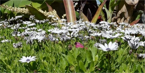 Des fleurs