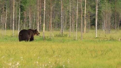 Brown Bear Walking Across Green Meadow