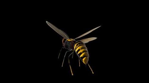 Hoverfly mit Alpha-Kanal