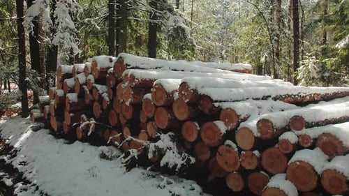 Snowcovered Pile of Logs in a Winter Forest