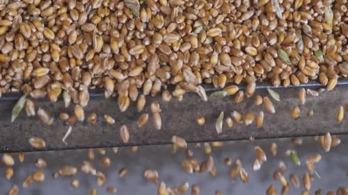 Récolte de grains de scène industrielle dans une machine agricole